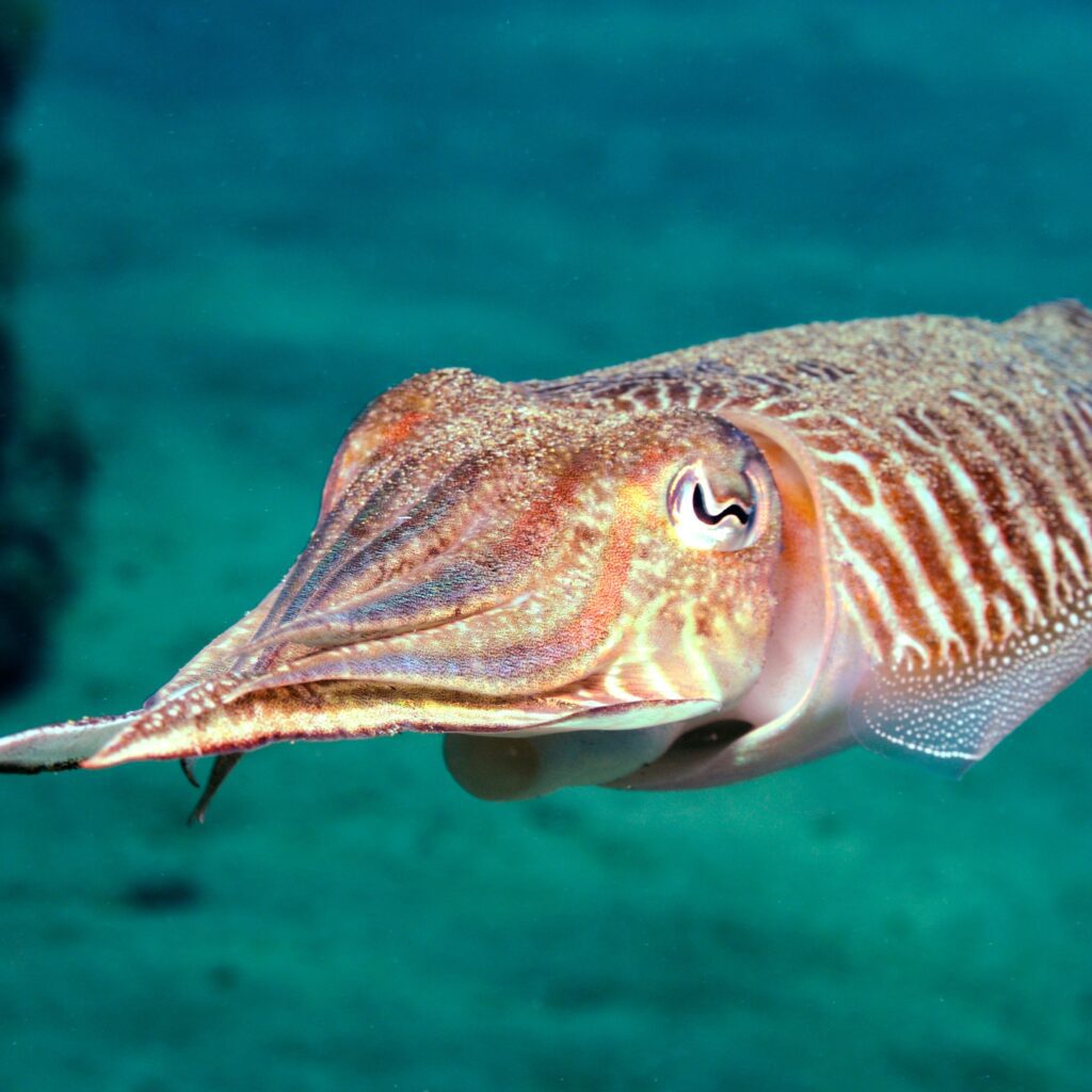 Cuttlefish pass a cognitive test designed for human children 2 8784721c ff91 11eb 8fe4 ebc2f9f03d76
