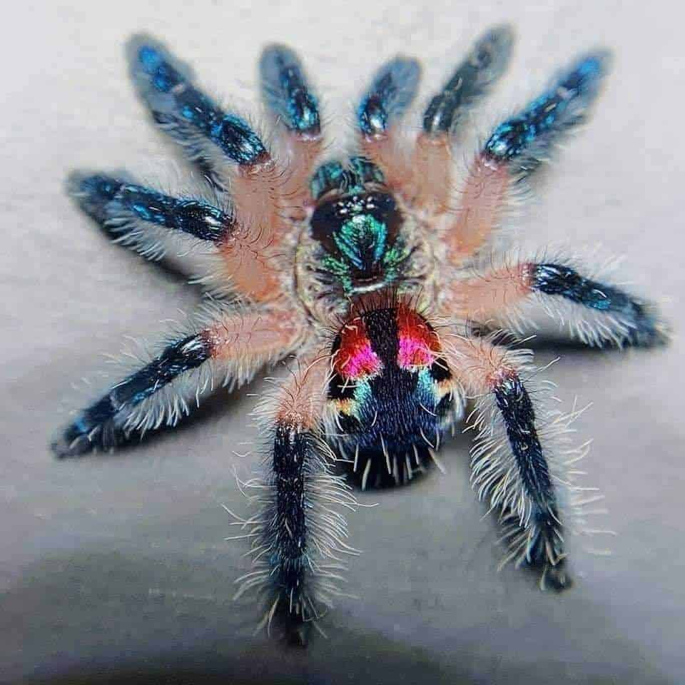 The Tarantula That Glows Like a Rainbow 2 Brazilian Jewel Tarantula