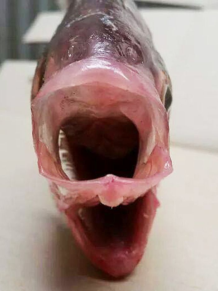 A Fish With Two Mouths Has Been Caught in South Australia 2 6126396 3x4 700x933 1