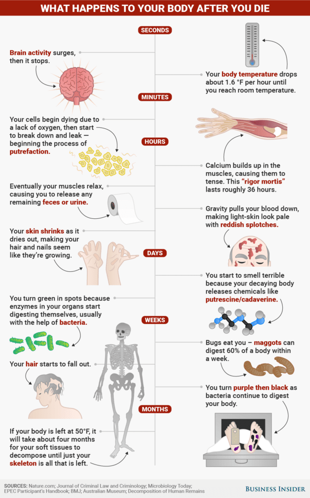 What Happens to Your Body After You Die? 2 image 1