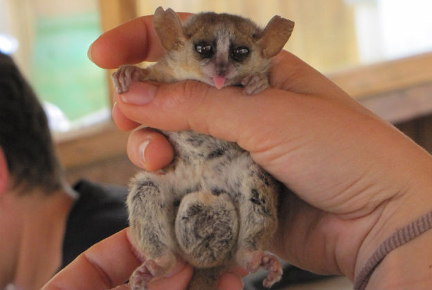 Habitual Baby-Killing Is Being Thwarted by Promiscuous Females And Big Balls 2 mouse lemur 1