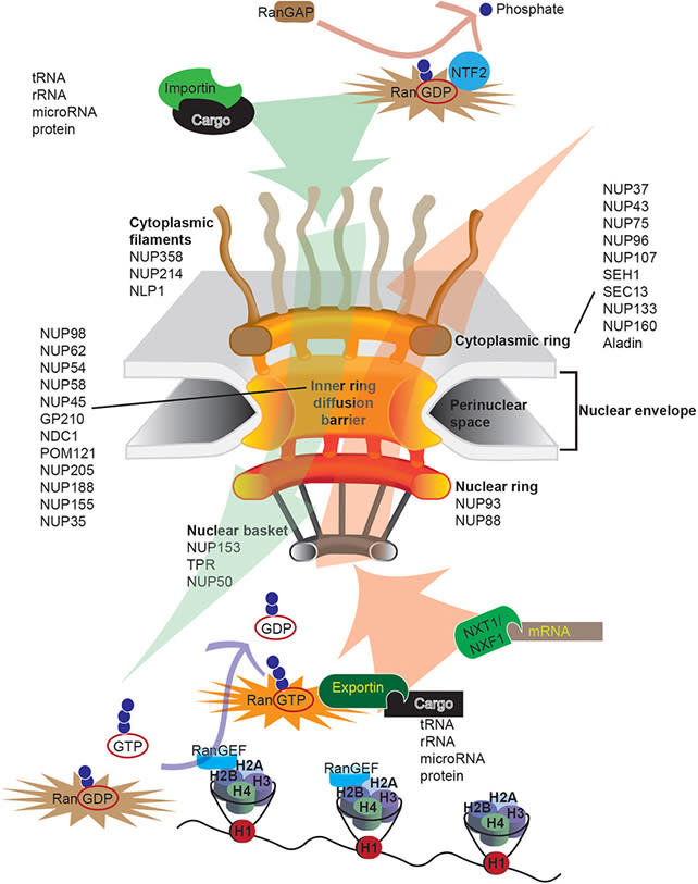 Radical Study Proposes a Single Cause to Explain Alzheimer's Disease 3 308daa09f922465dc783e669a01d666d