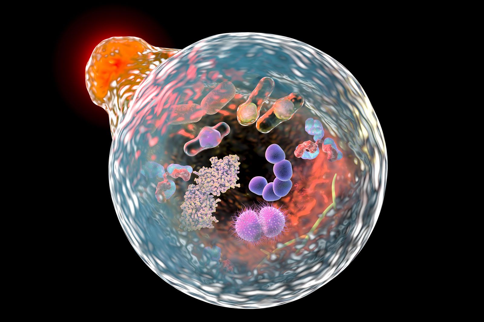 When the human body is hungry, it eats itself, removing all sick and aging cells