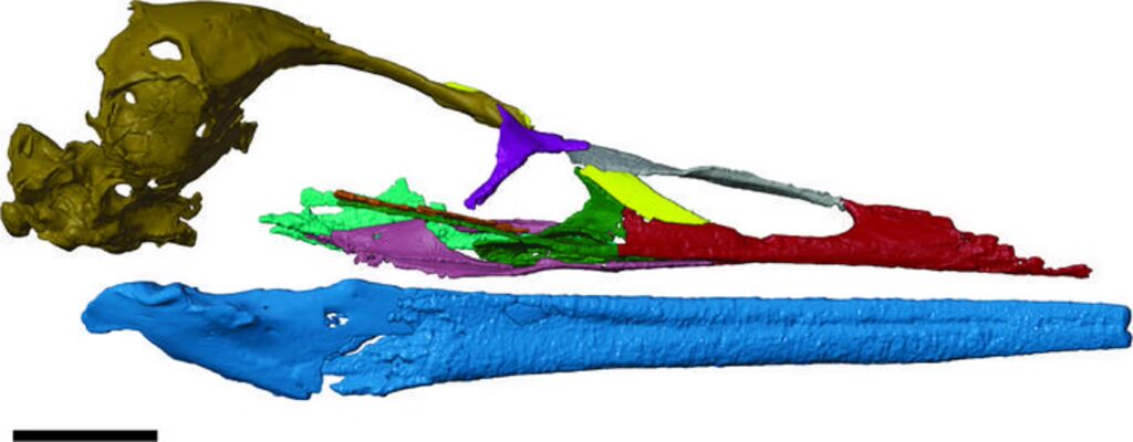 Antarctica’s Ancient Bird Fossil Sheds Light on the Origins of Modern Birds 2 Low Res Vegavis Skull Reconstruction