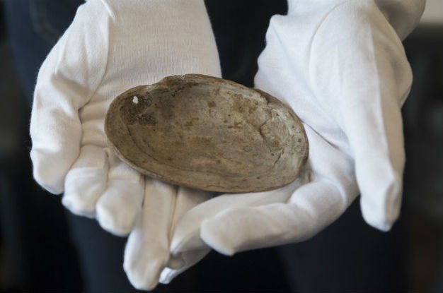 Discovery of Oldest Engravings "Rewrites Human History"
