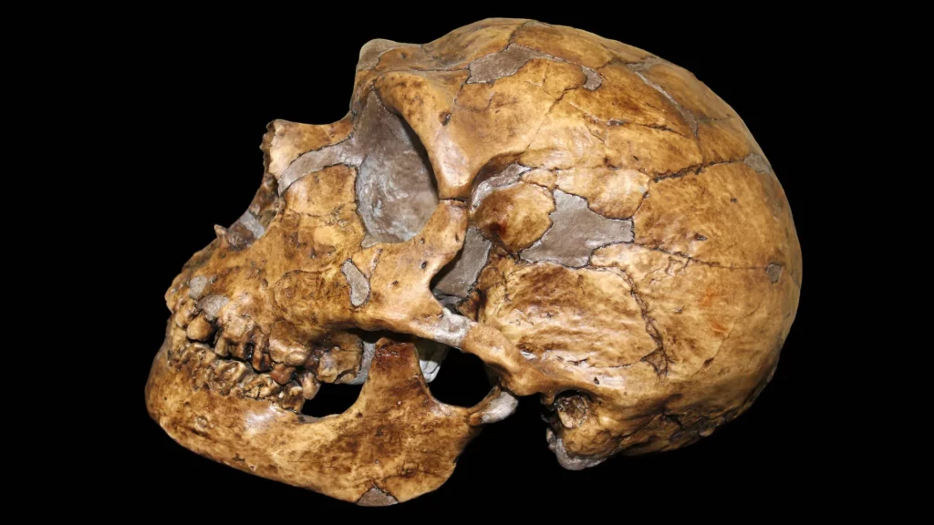 'More Neanderthal than human': How your health may depend on DNA from our long-lost ancestors 2 wMihsuwGMDRXyEN63vAeWG 1920 80.jpg