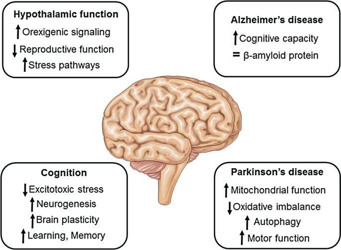 brain on fasting